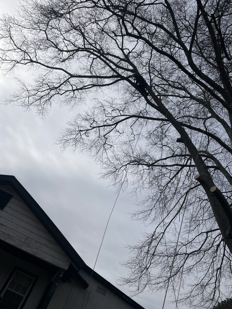 Magnolia Landscaping & Tree Service - tree service in Albertville, AL