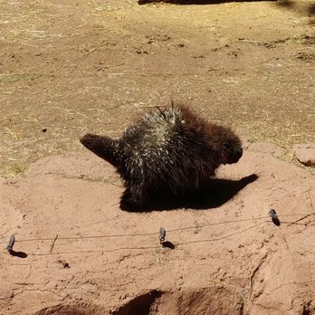 Bearizona - Porcupine - Zoos Near Me - Williams, Arizona