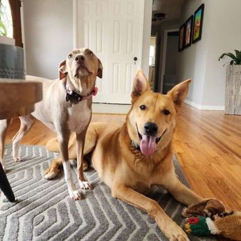 Peace, Love & Petsitting - Pet Sitting Near Me Peace, Love & Petsitting - Pet Sitting Near Me