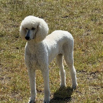 Boom Town Groomer - My shy poodle- Penny - Pet Groomers Near Me - College Station, Texas Boom Town Groomer - My shy poodle- Penny - Pet Groomers Near Me - College Station, Texas