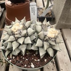 Desert Creations Nursery