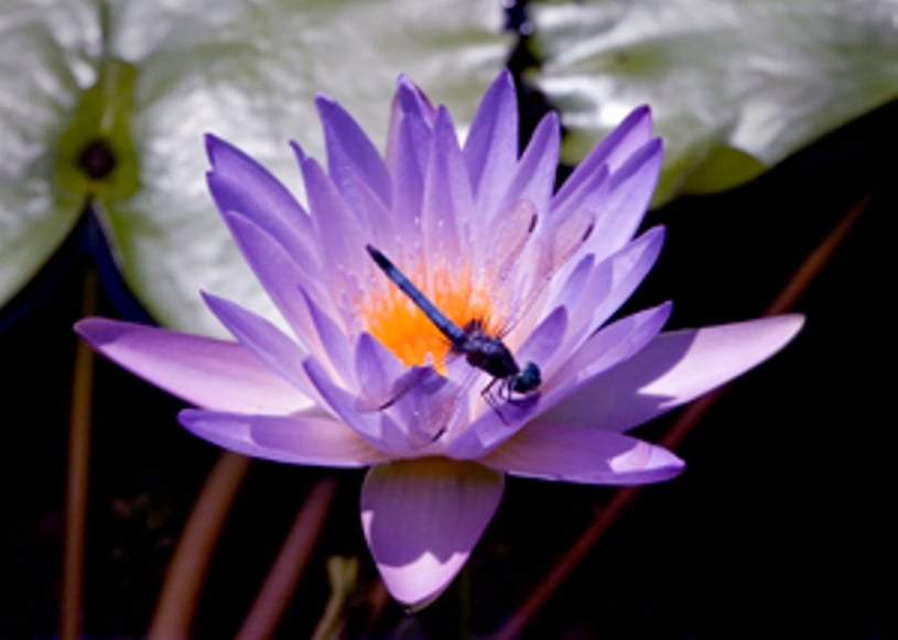 Homecare Companions - grief counselor in Spanish Fort, AL