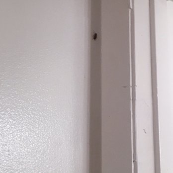 Renaissance Retirement Center - Roaches crawling up walls after bug bombs - Retirement Homes Near Me - Sanford, Florida Renaissance Retirement Center - Roaches crawling up walls after bug bombs - Retirement Homes Near Me - Sanford, Florida