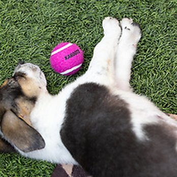 US Turf - Artificial Turf Near Me - San Diego, California US Turf - Artificial Turf Near Me - San Diego, California