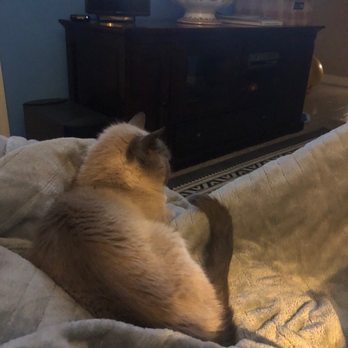 Pet Loss At Home - Home Euthanasia Vets - My baby boy.... - Veterinarians Near Me Pet Loss At Home - Home Euthanasia Vets - My baby boy.... - Veterinarians Near Me