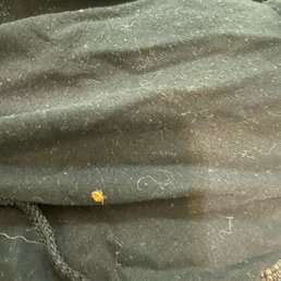 Bed bug found in luggage