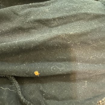 Jailhouse Motel and Casino - Bed bug found in luggage - Hotels Near Me - Ely, Nevada