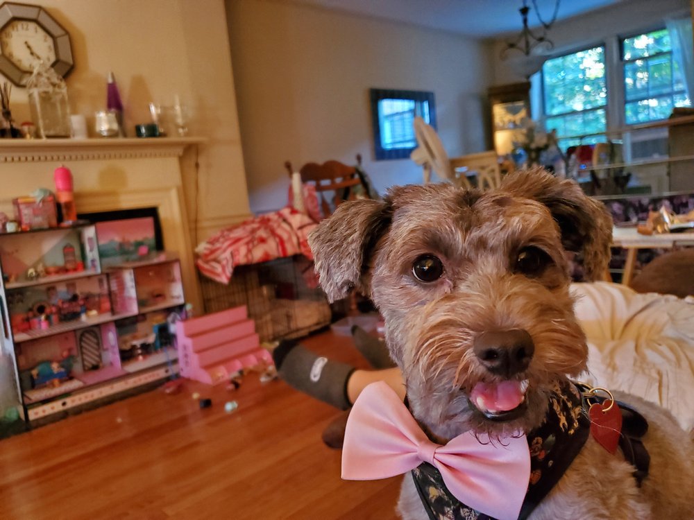 BEST FRIENDS PET GROOMING Updated August 2024 73 Photos & 31