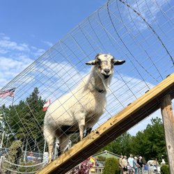 Putt n Pets Mini Golf