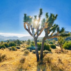 Joshua Tree National Park Vacation Trailer Rental
