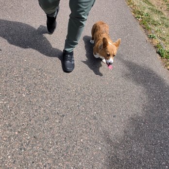 Diamond Dog Academy - corgi - Pet Training Near Me - Arvada, Colorado Diamond Dog Academy - corgi - Pet Training Near Me - Arvada, Colorado
