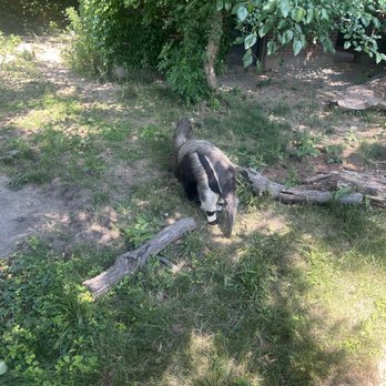 Roger Williams Park Zoo - Giant anteater - Zoos Near Me - Providence, Rhode Island Roger Williams Park Zoo - Giant anteater - Zoos Near Me - Providence, Rhode Island
