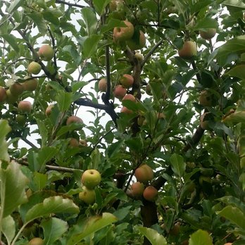 Justus Orchard - Fruits & Veggies Near Me - Hendersonville, North Carolina