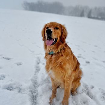 Airport Dog Park - Winter at the park! We enjoy all 4 seasons here! - Dog Parks Near Me - Minneapolis, Minnesota