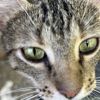 Hidden Lake Winery - Wine cat - Venues & Event Spaces Near Me - Aviston, Illinois Hidden Lake Winery - Wine cat - Venues & Event Spaces Near Me - Aviston, Illinois