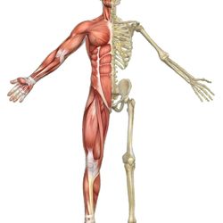 Sterner Physical Therapy