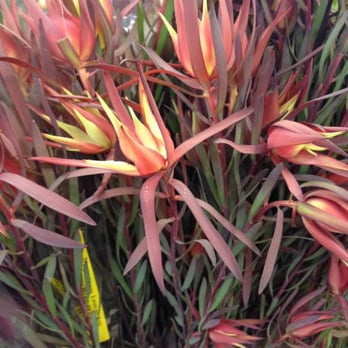 Fleurametz - Leucadendron at Fleurametz. - Florists Near Me - Boston, Massachusetts Fleurametz - Leucadendron at Fleurametz. - Florists Near Me - Boston, Massachusetts