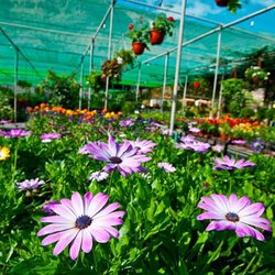 Viveros Mogan - Viveros Mogán, donde comienza tu jardín. Nuestro centro de jardinería en Gran Canaria podrá encontrar todo lo que necesite para su jardín.