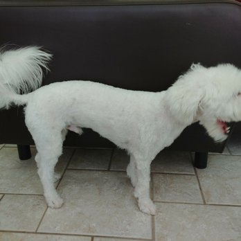 Tracy's Tlc Grooming - Pet Groomers Near Me - Friendswood, Texas Tracy's Tlc Grooming - Pet Groomers Near Me - Friendswood, Texas