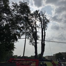 K & S Tree Service - Significantly trimmed