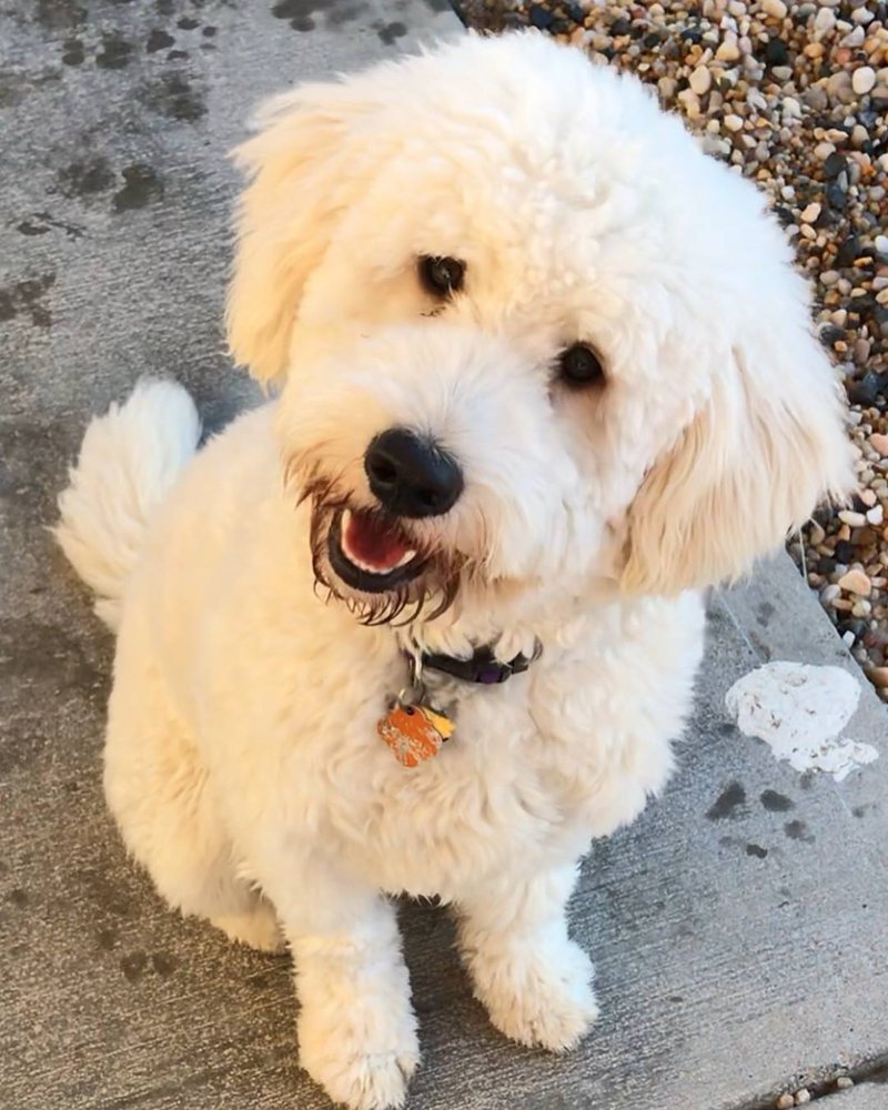 RAEZOR GROOMING BOARDING DAYCARE Updated August 2024 100 Animal