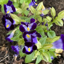 Cutler Botanic Garden