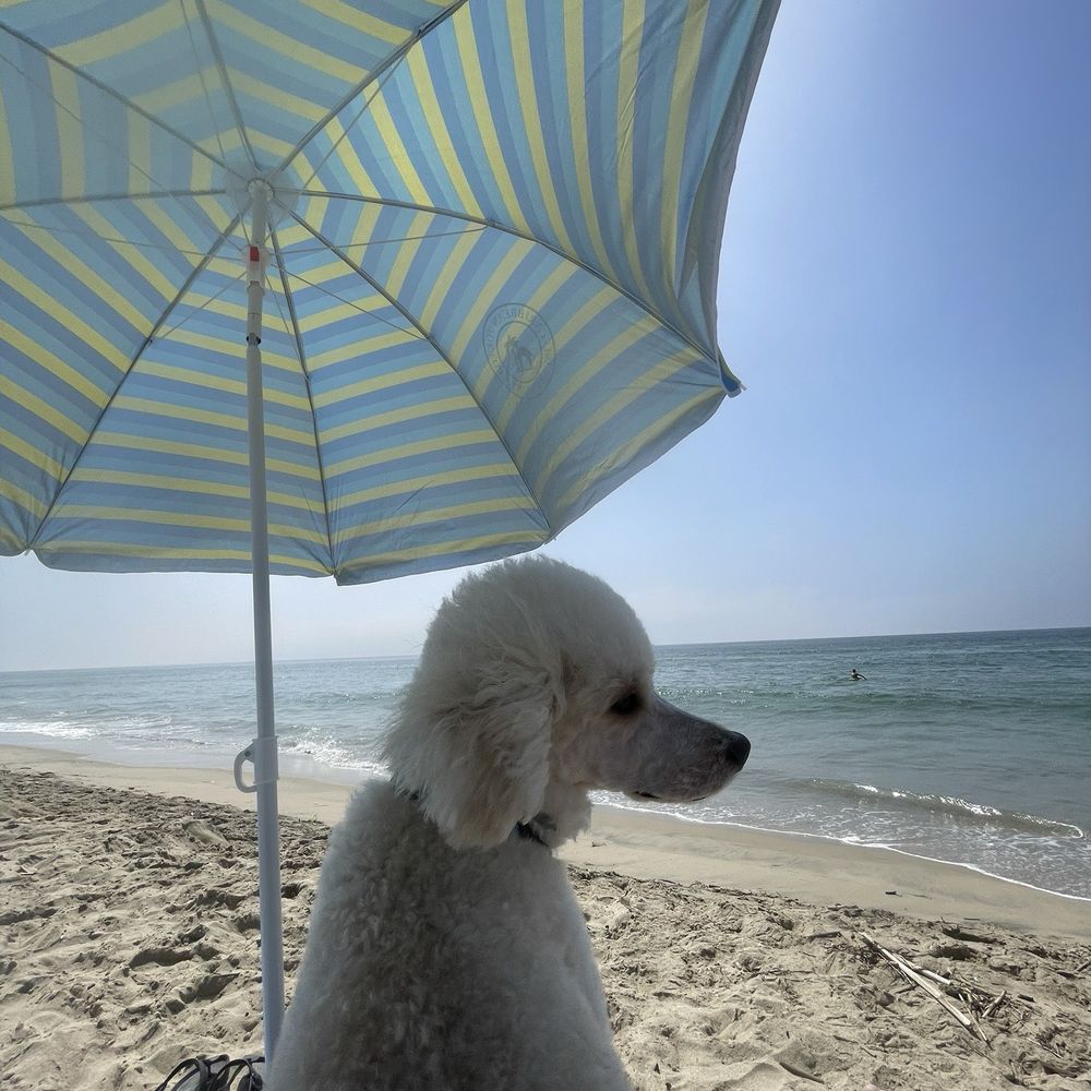 Puppy Face - Summer poodle cut for beach day!! - Pet Groomers Near Me - La Habra, California Puppy Face - Summer poodle cut for beach day!! - Pet Groomers Near Me - La Habra, California