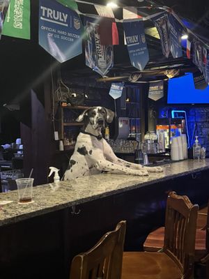 Jackalope Jacks by null