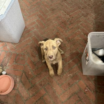 Puppy Love Maternity Rescue - Cutie - Pet Adoption Near Me Puppy Love Maternity Rescue - Cutie - Pet Adoption Near Me