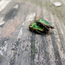 Claytor Lake State Park - Hmmmm. On my picnic table? Oh man!