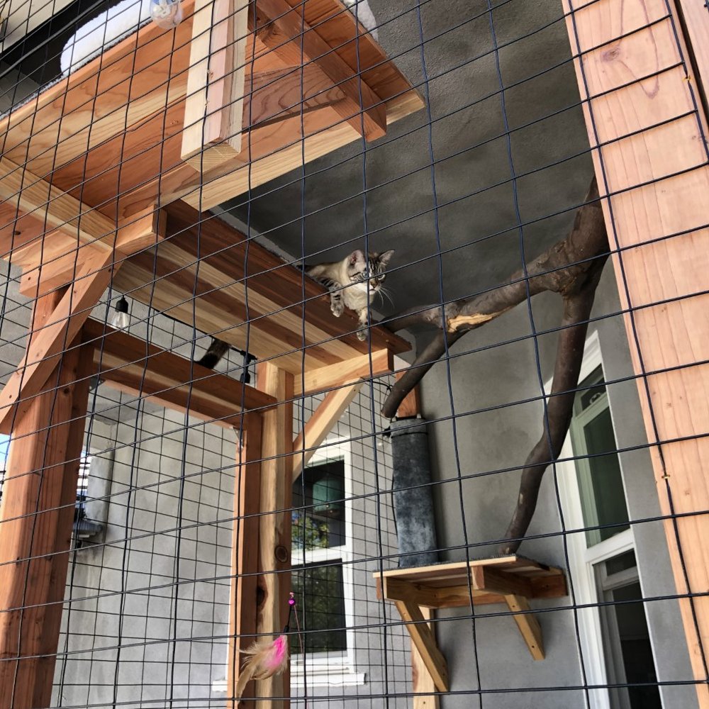Clear Choice Construction - a cat in a cage - General Contractors Near Me Clear Choice Construction - a cat in a cage - General Contractors Near Me