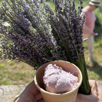 Twin Creeks Lavender - Pick Your Own Farms Near Me - Williamston, South Carolina Twin Creeks Lavender - Pick Your Own Farms Near Me - Williamston, South Carolina