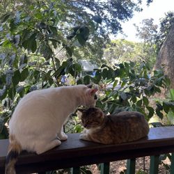 Aloha Circle Island Tours - Resident cats at the north shore macadamia farm! you can pet them :)