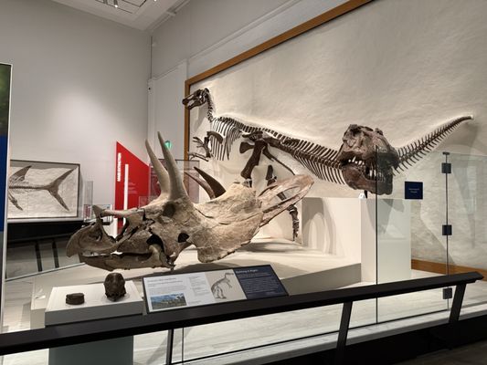 Yale Peabody Museum by null