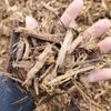 San Diego Mulch gift card
