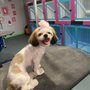 XO Pet Grooming and Academy