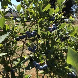 Holly Blue Acres