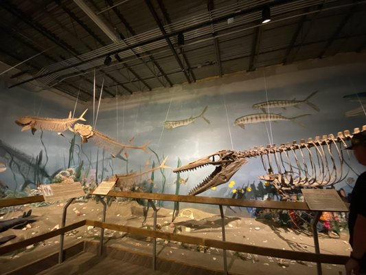 Alaskan Fossils