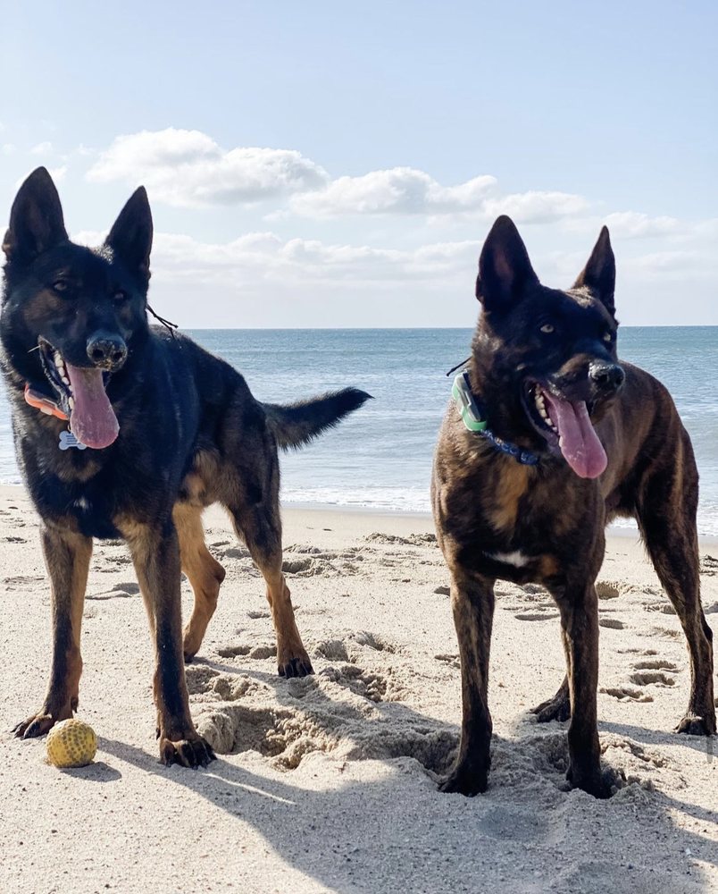 RISE AND SHINE K9 Updated September 2024 Edgartown, Massachusetts Pet Training Phone