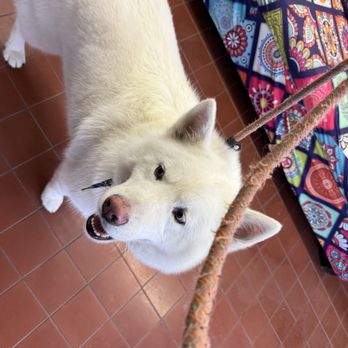 Recorcholis Dog Grooming - Pet Groomers Near Me - Baldwin Park, California Recorcholis Dog Grooming - Pet Groomers Near Me - Baldwin Park, California
