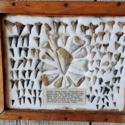 Western Trails Museum - Fossil Shark Teeth 11-09-2024