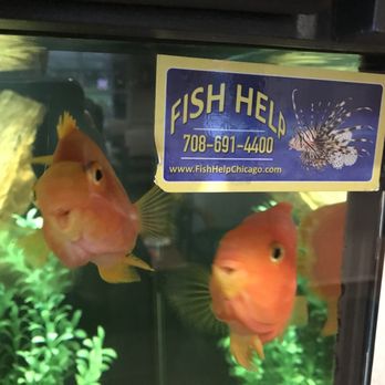 Fish Help Chicago - Crystal clear! - Aquarium Services Near Me
