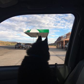 Gap Express 525 - a dog looking out the window of a car - Gas Stations Near Me - Cameron, Arizona