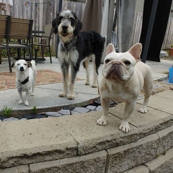 Pet Nanny Paso - Pretending to be guard dogs. - Pet Sitting Near Me Pet Nanny Paso - Pretending to be guard dogs. - Pet Sitting Near Me