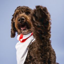 Lauren Elisabeth Photography - A brown doodle dog waving at the camera on a blue background.