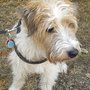 Photo of Pfiffikuss - Der Hundesalon