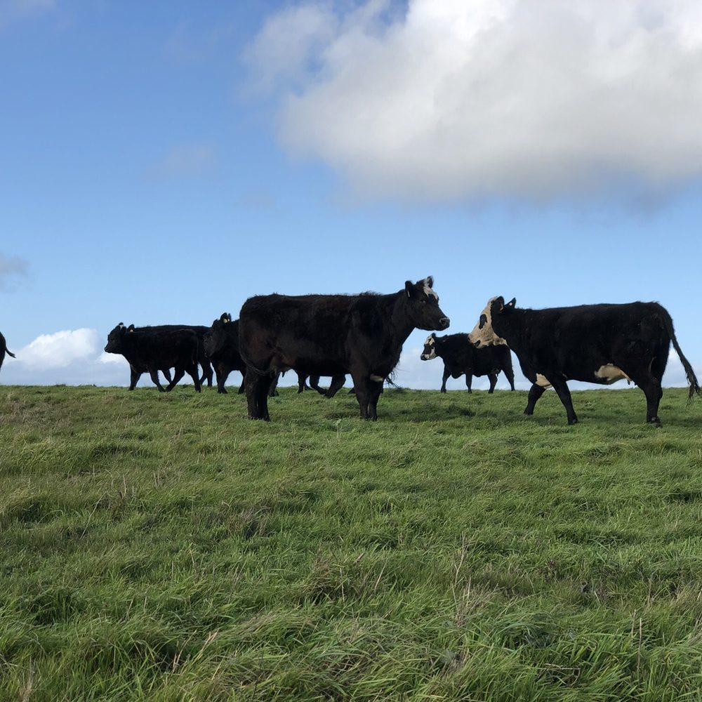 Cattle outside kehoe