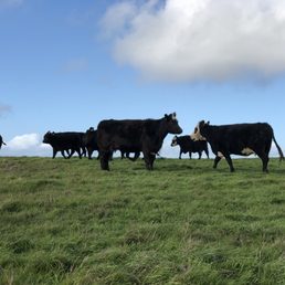 Cattle outside kehoe