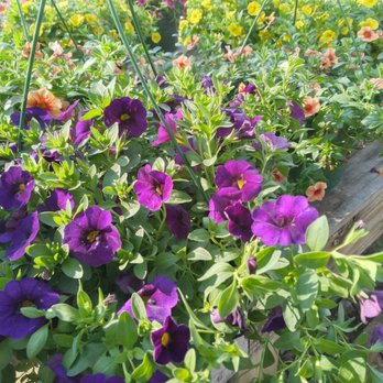 Hare's Nursery - Nurseries & Gardening Near Me - Arlington, Texas Hare's Nursery - Nurseries & Gardening Near Me - Arlington, Texas