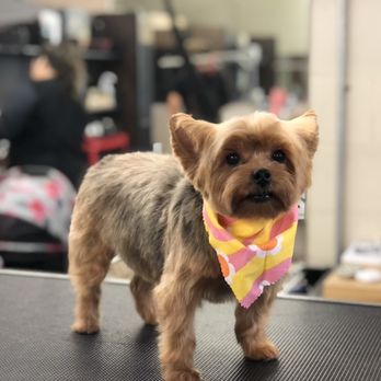 Pet Paint Getting Started With OPAWZ Dog Hair Dye Near Me